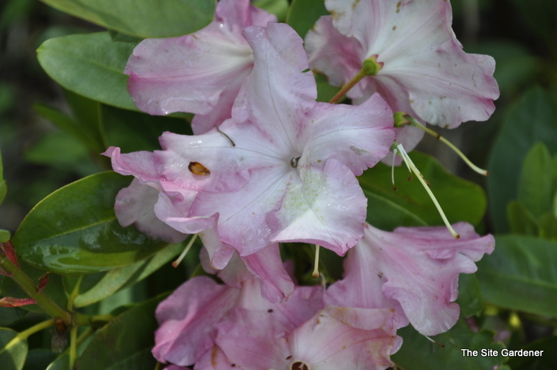 Rhododendron Todmorden