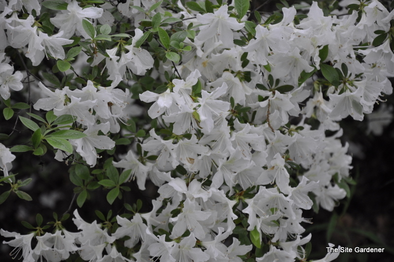 Rhododendron Wilhelmina Vuyk