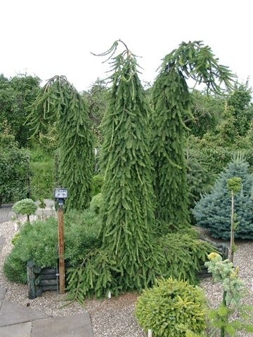 Taxodium_Distichum_Pendulum