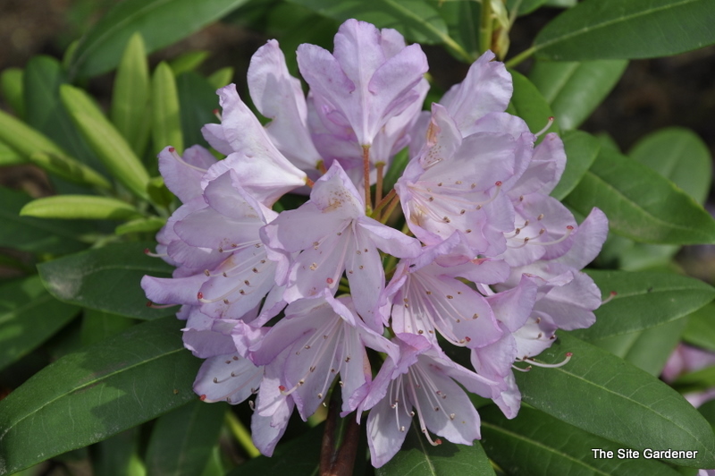 Rhododendron sunnyview — photo 1