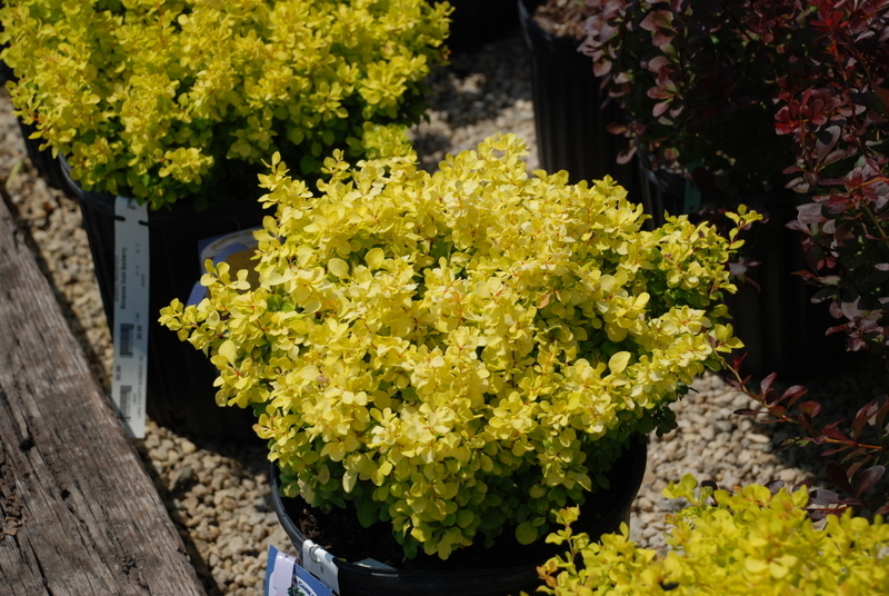 Berberis Bonanza Gold