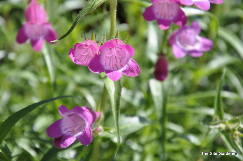 Penstemon Heterophyllus — photo 1