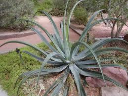 Agave Vilmoriviania — photo 1