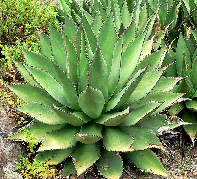 Agave Shawii — photo 1