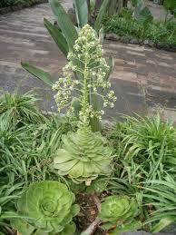 Aeonium Canariense — photo 1