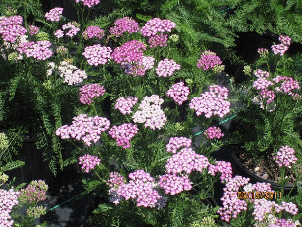 Achillea Millefolium 'Oertel's Rose' — photo 1