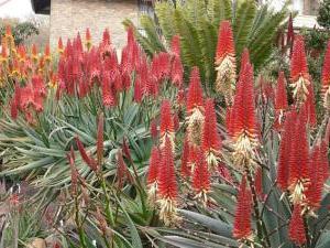 Aloe Hybrid 'LEO — photo 1