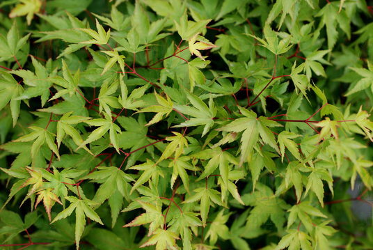 Acer Palmatum 'Shishio Improved' — photo 1