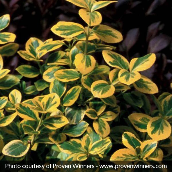 Euonymus fortunei Gold Splash