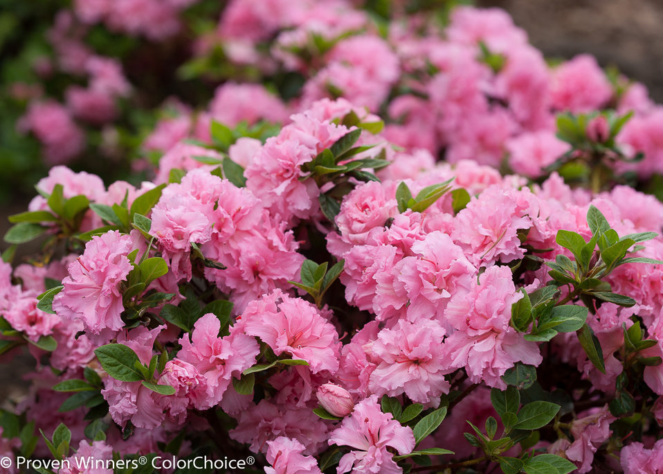 azalea Bloom-A-Thon Dbl. Pink — photo 1