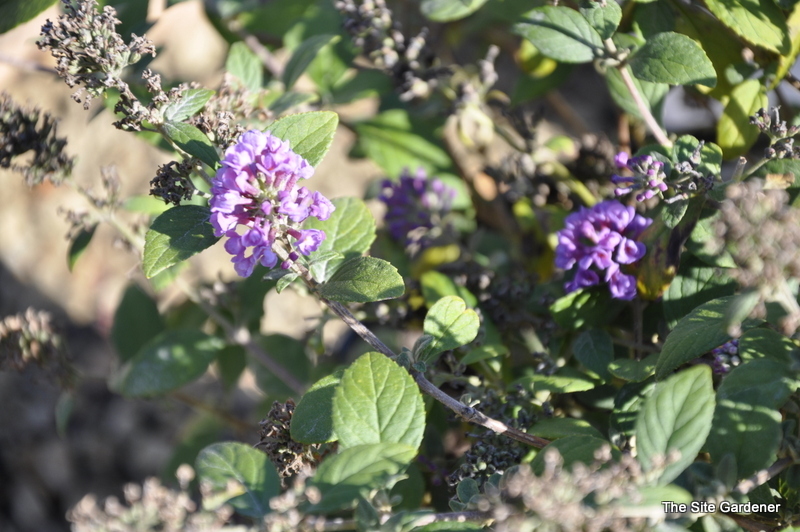 Buddlea Lo and Behold Blue Chip — photo 1