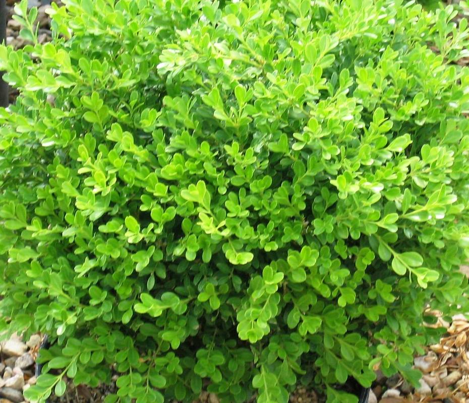 Buxus microphylla 'Franklin's Gem' — photo 1