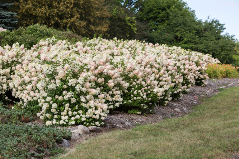 Hydrangea paniculata 'Strawberry Sundae' — photo 1