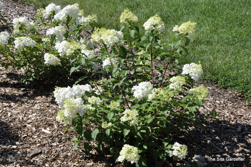 Hydrangea paniculata 'Vanilla Strawberry' — photo 1