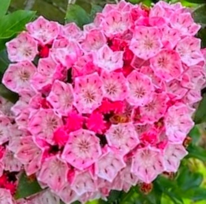 Kalmia latifolia Pink Charm