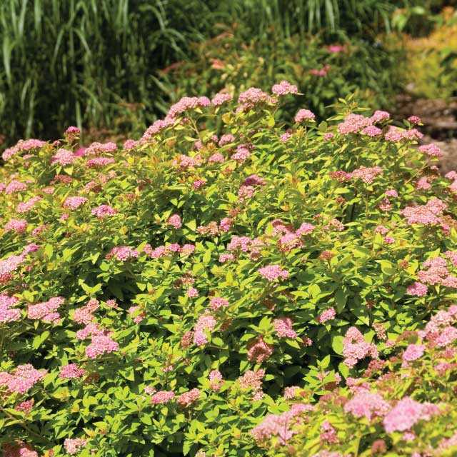 Spirea First Editions Sundrop