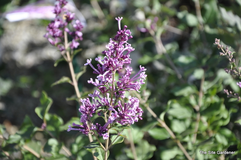 Syringa Boomerang Dark Purple