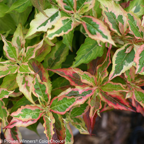 Weigela My Monet Sunset