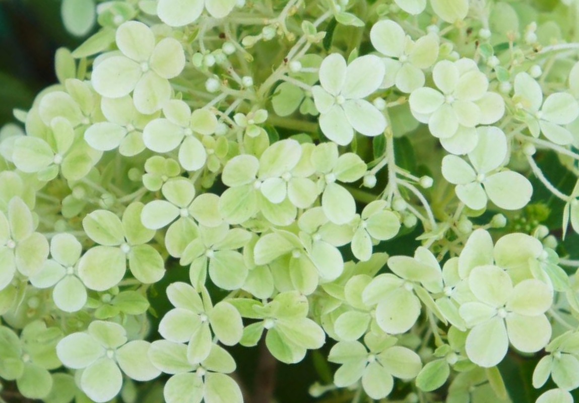 Hydrangea paniculata 'Magical Moonlight — photo 1