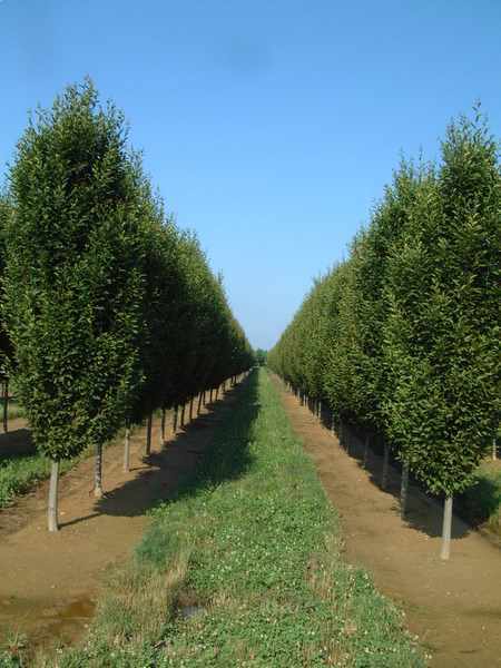 Carpinus betulus — photo 1