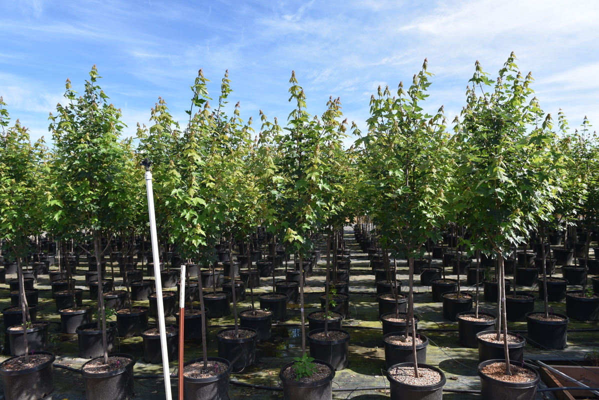 Acer rubrum 'Redpointe' — photo 1