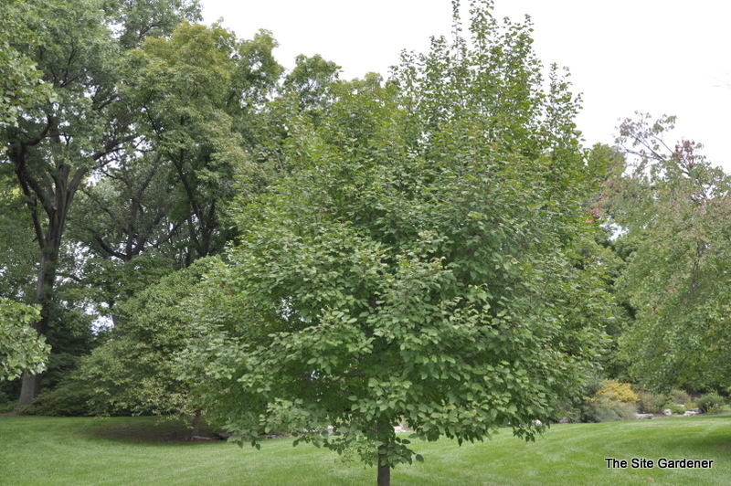 Acer Tararicum 'Hot Wings' — photo 1