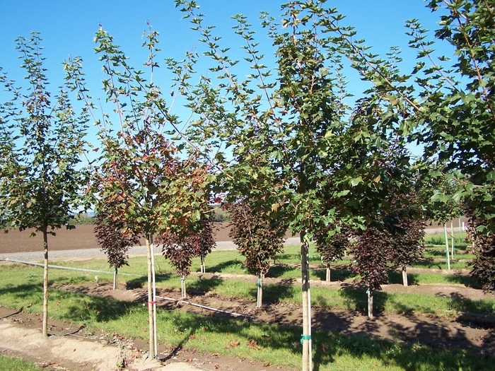 Acer truncatum x A. platanoides 'Norwegian Sunset' — photo 1