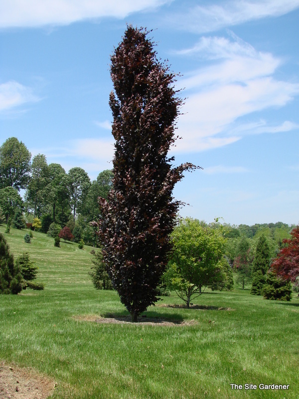 Fagus sylvatica 'Red Obelisk'