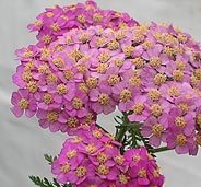 Achillea 'Appleblossom' — photo 1
