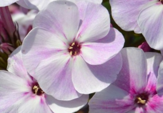Phlox paniculata 'Little Boy'