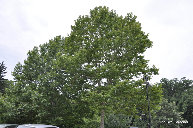 Platanus orientalis var. acerifolia 'Bloodgood' — photo 1