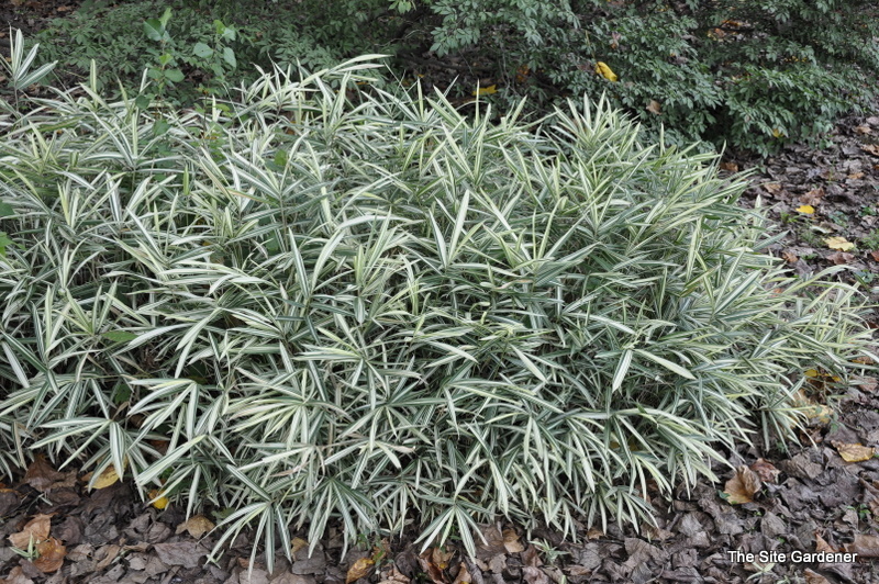 Pleioblastus fortunei 'Variegatus' — photo 1