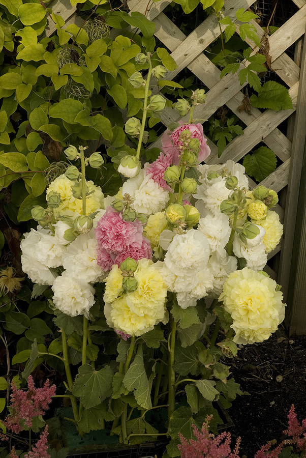 Alcea rosea Chaters Mix — photo 1