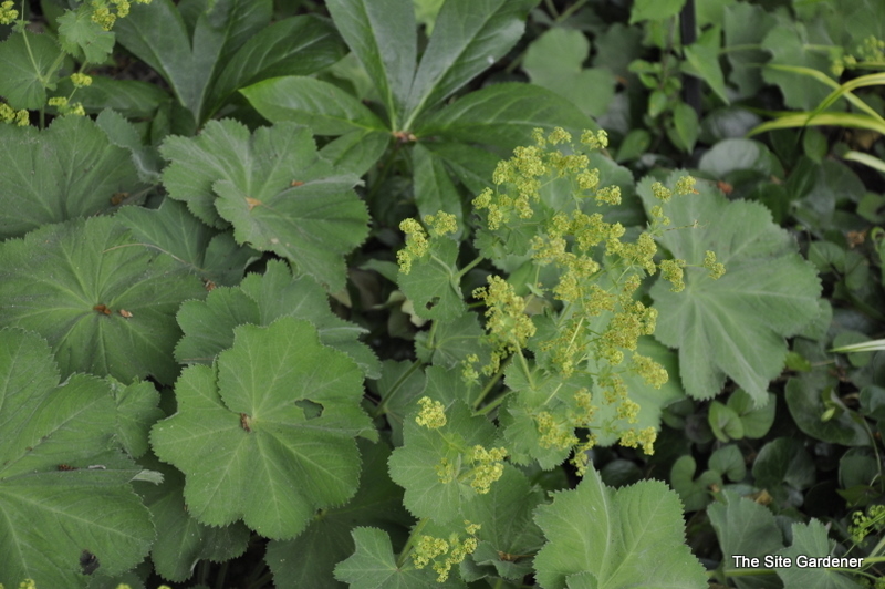 Alchemilla Anemone 'Molles' — photo 1
