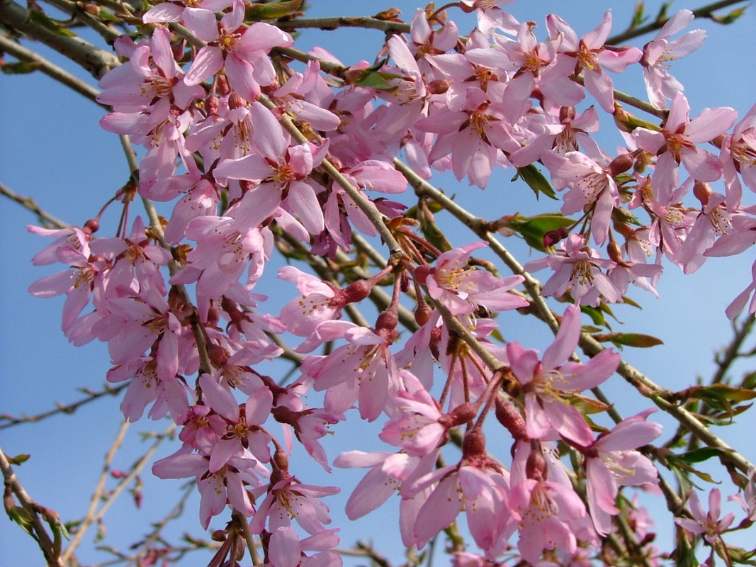 Prunus Weeping Snow Showers — photo 1