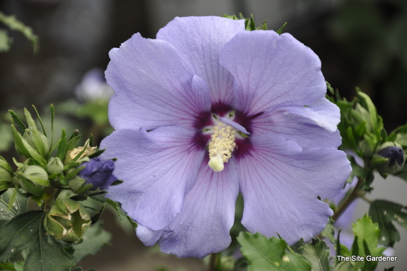 Althaea syriacus 'Blue Satin' — photo 1