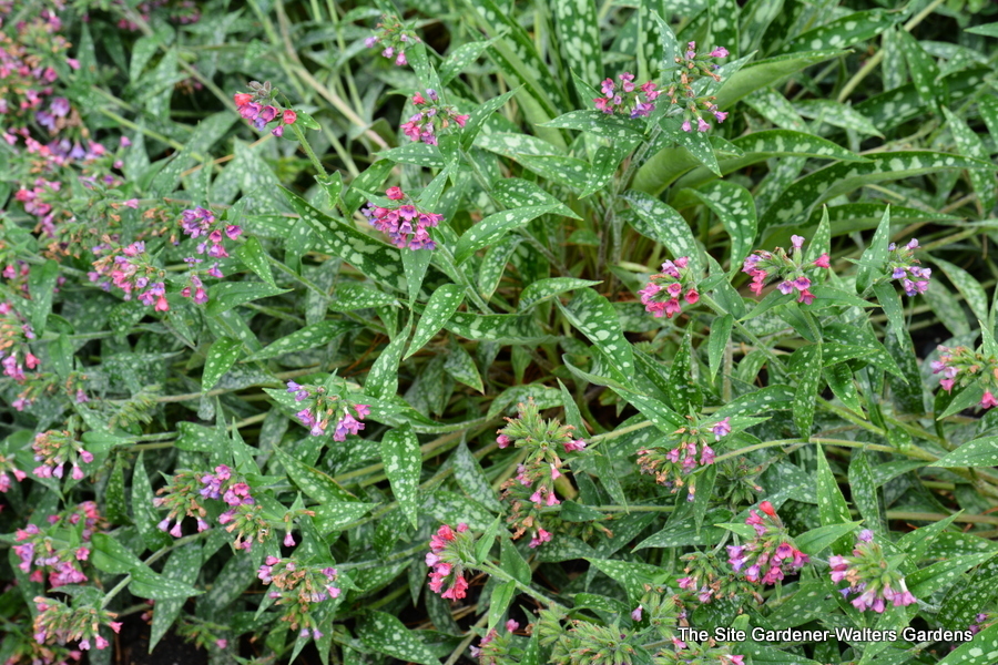 Pulmonaria Raspberry Splash — photo 1