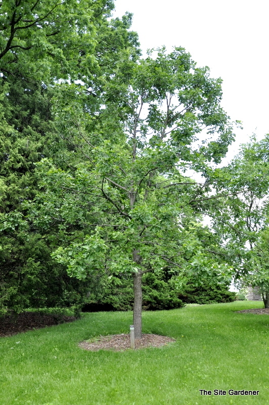 Quercus macrocarpa - The Site Gardener