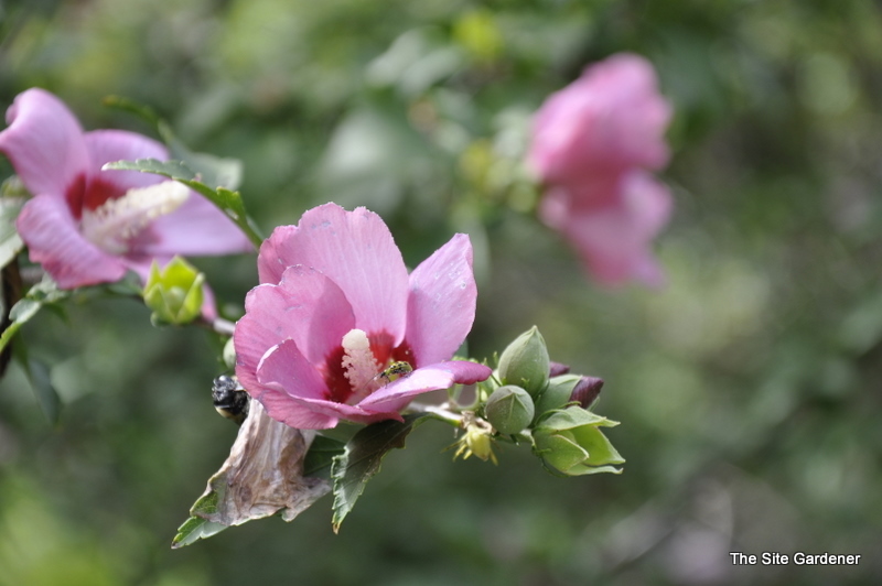 Althaea syriacus Minerva — photo 1