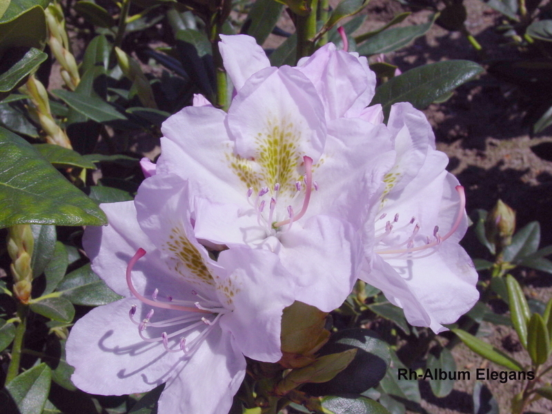 Rhododendron Album Elegans — photo 1