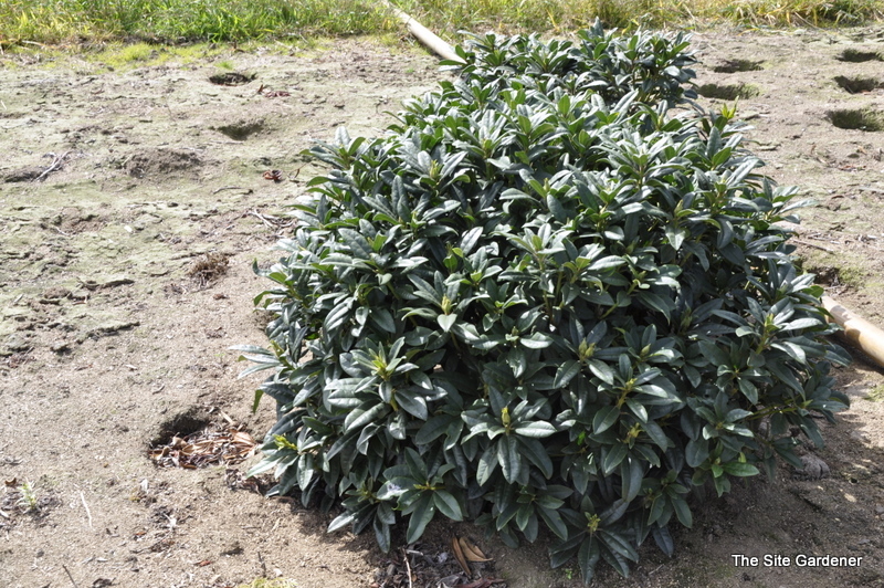 Rhododendron Anah Kruschke — photo 1