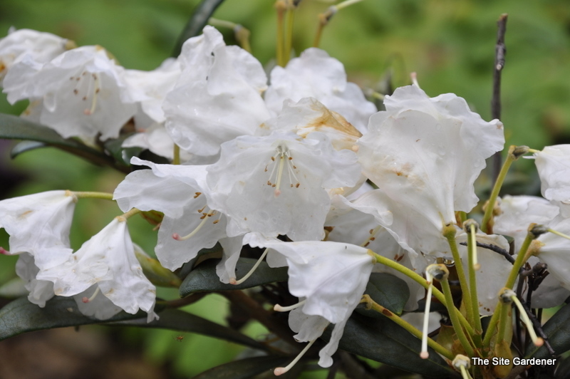 Rhododendron Crete