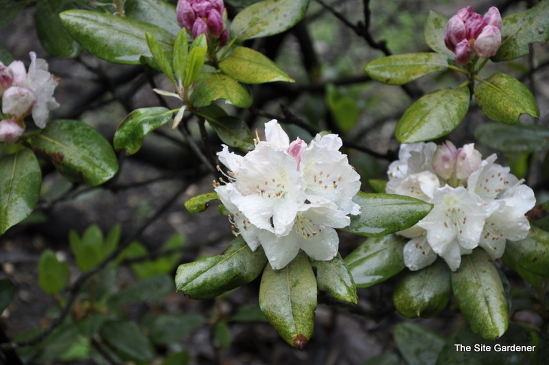 Rhododendron Golden Gala