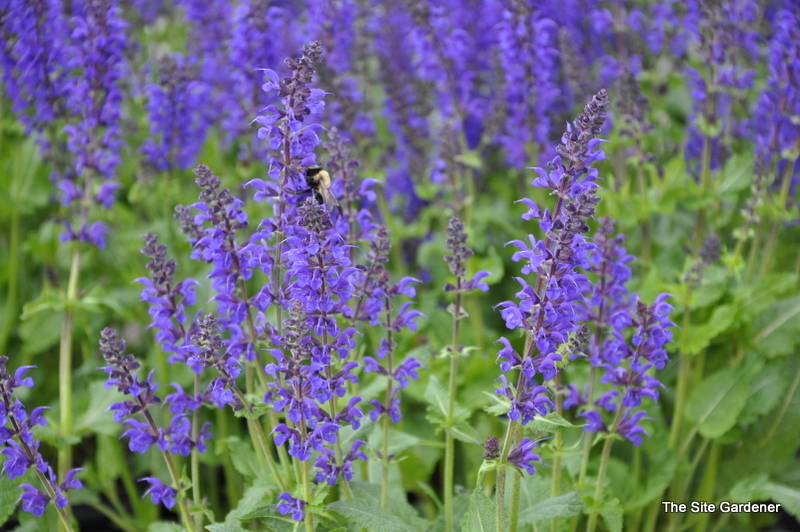 Salvia Viola Klose