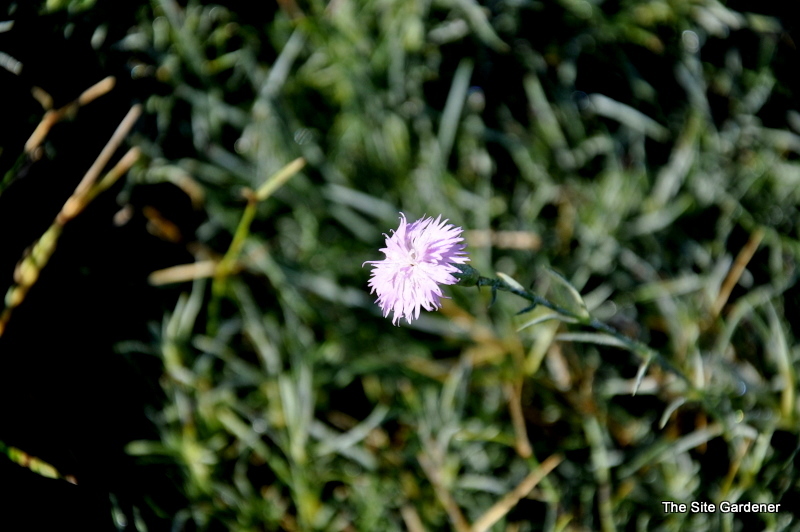 Scabiosa Pink Mist
