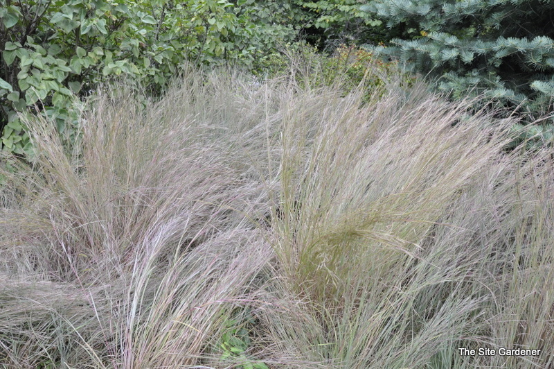 Schizachyrium scoparium 'The Blues'