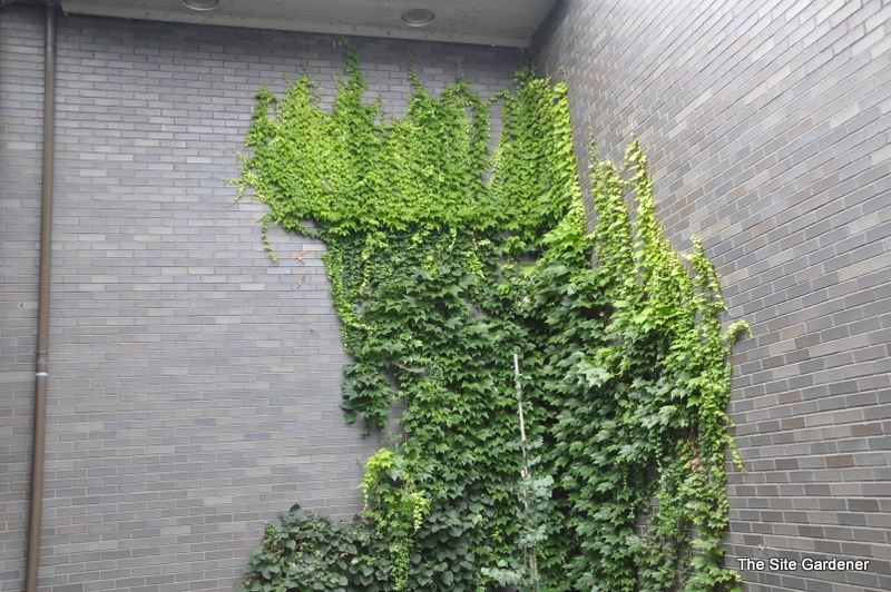 Schizophragma hydrangeoides 'Roseum' — photo 1