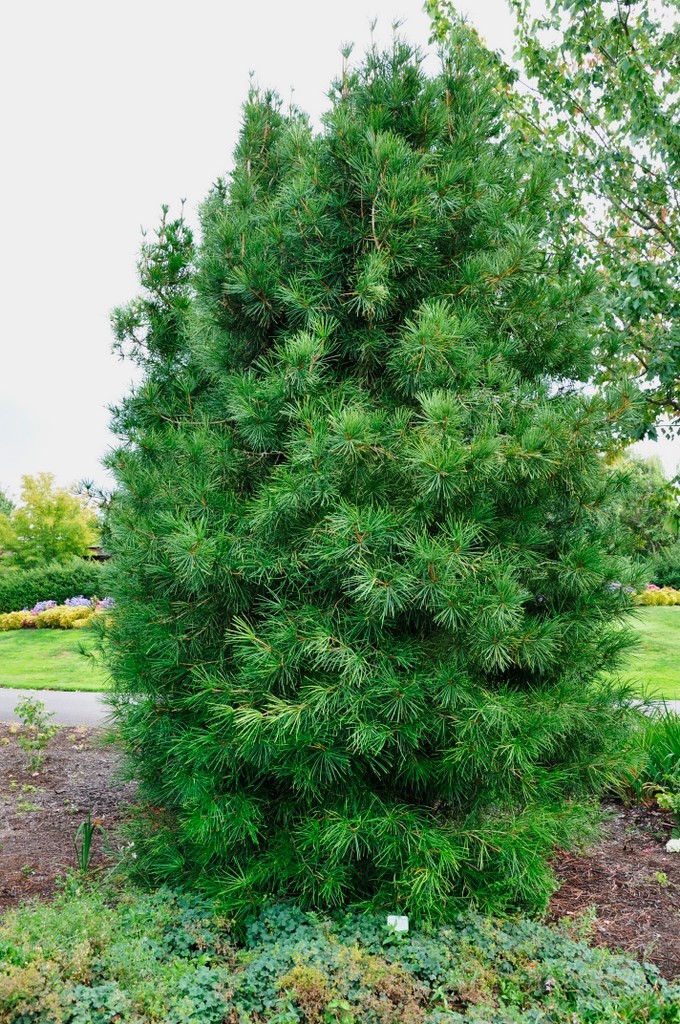 Sciadopitys verticillata — photo 1