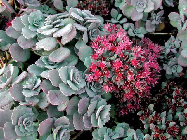 Sedum Lidakense