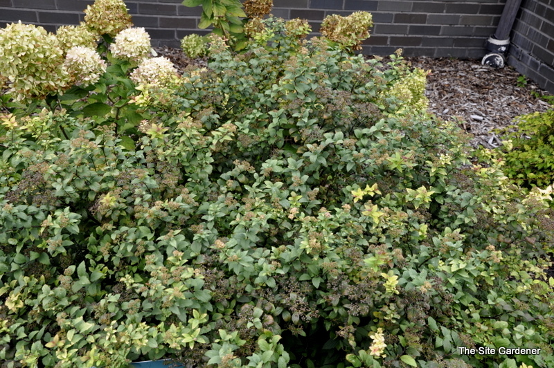 Spiraea japonica Norman